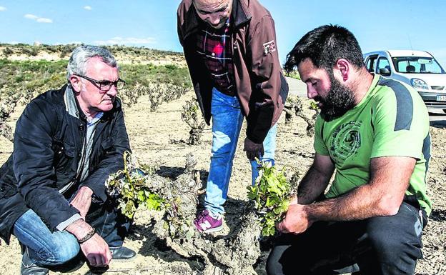 El diputado de Agricultura, a la izquierda, junto a viticultores afectados en la helada. 