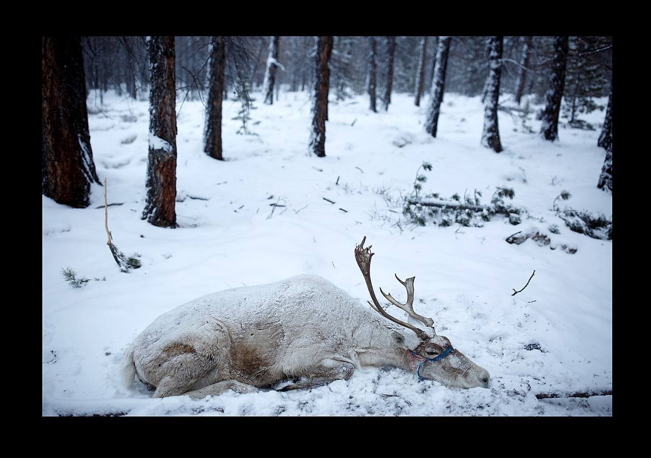 Los Dukha son un pueblo que sobrevive de la caza y pastoreando renos en las montañas Sayan, en Mongolia, una zona que se extiende a ambos lados de la frontera con Rusia. En 2012 el gobierno decidió que buena parte de sus tierras se convirtieran en parque nacional para proteger el ecosistema. La medida acabó con cuotas de caza establecidas en la era soviética, que permitían su sustento y la conservación de la vida natural, y los forzó a capturar animales como el alce y el ciervo rojo en un número que hacía difícil su subsistencia. Ahora, los Dukha reciben una compensación por la prohibición de la caza, pero muchos sienten que han perdido su identidad. 