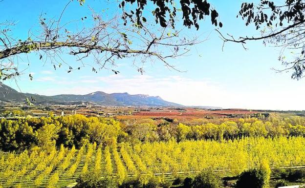 Los chopos ocultan el cauce del Ebro, en cuya otra ribera son visibles Labastida y la Sierra de Cantabria.