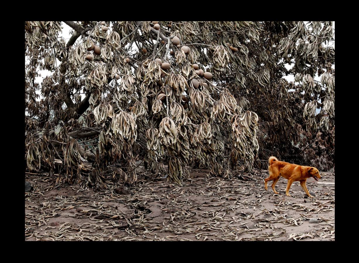 Los niños abandonaron los juguetes, la ropa quedó colgada en los tendederos de los patios traseros y los animales murieron petrificados. Después de la erupción, el exuberante paisaje verde se convirtió en un cementerio gris polvoriento, envuelto en un persistente olor a azufre... Toneladas de árboles, rocas y gases tóxicos se deslizaron por los flancos del Volcán de Fuego formando lo que se conoce como «flujo piroclástico,» que alcanza velocidades más rápidas y letales que la lava. Cuando las familias de las aldeas más afectadas -El Rodeo y San Miguel de Los Lotes, en el centro de Guatemala- se dieron cuenta de lo que sucedía, no tuvieron tiempo de huir. 