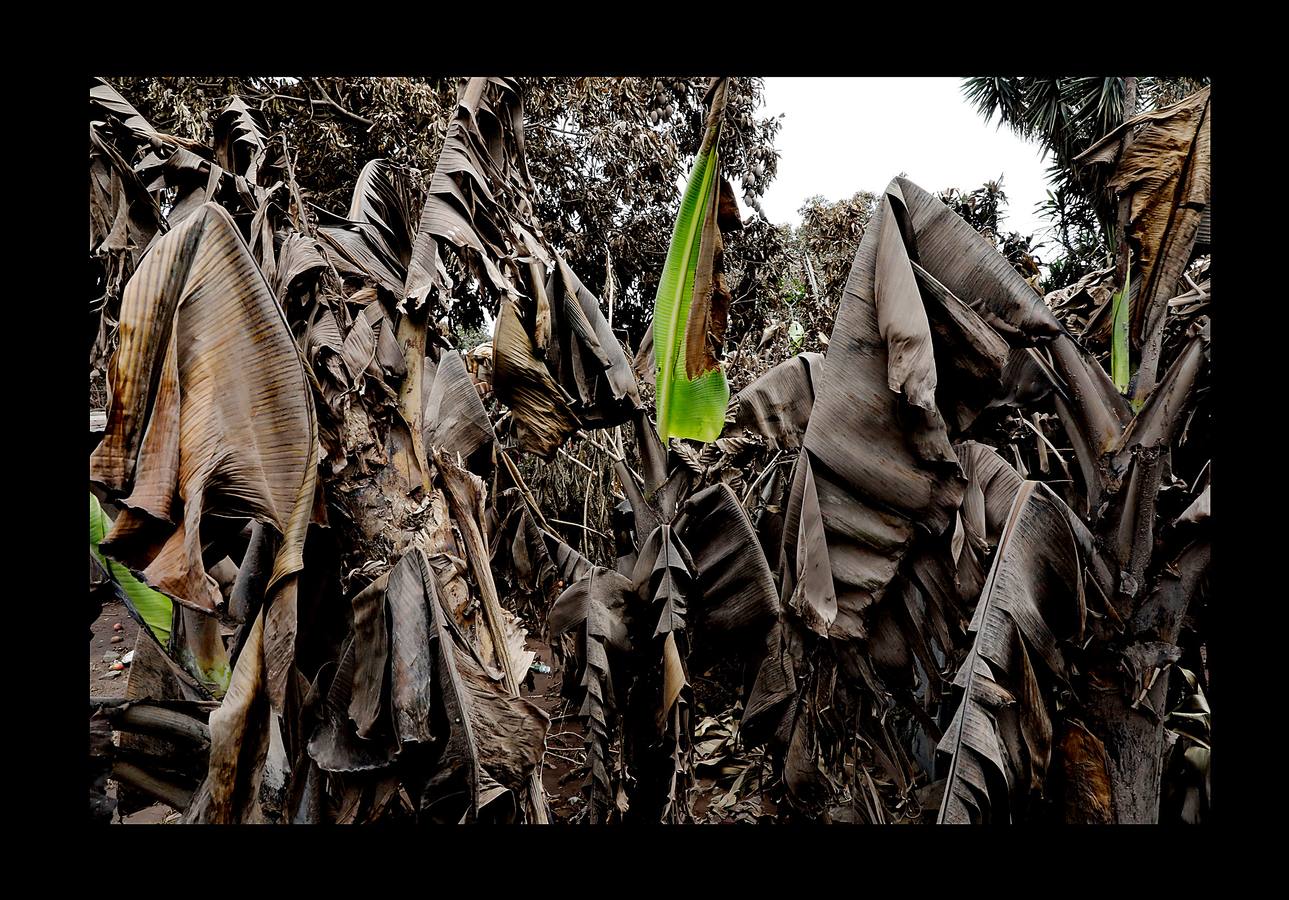Los niños abandonaron los juguetes, la ropa quedó colgada en los tendederos de los patios traseros y los animales murieron petrificados. Después de la erupción, el exuberante paisaje verde se convirtió en un cementerio gris polvoriento, envuelto en un persistente olor a azufre... Toneladas de árboles, rocas y gases tóxicos se deslizaron por los flancos del Volcán de Fuego formando lo que se conoce como «flujo piroclástico,» que alcanza velocidades más rápidas y letales que la lava. Cuando las familias de las aldeas más afectadas -El Rodeo y San Miguel de Los Lotes, en el centro de Guatemala- se dieron cuenta de lo que sucedía, no tuvieron tiempo de huir. 