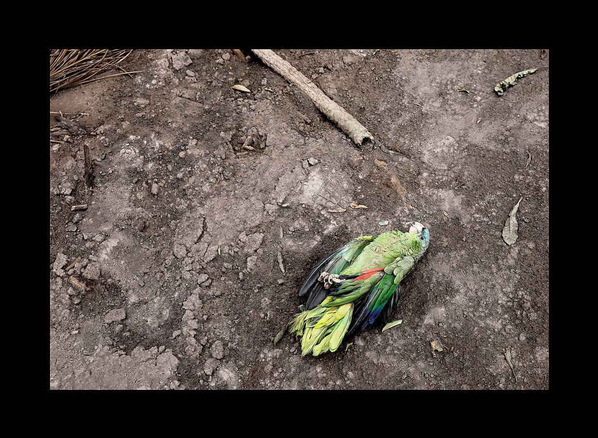 Los niños abandonaron los juguetes, la ropa quedó colgada en los tendederos de los patios traseros y los animales murieron petrificados. Después de la erupción, el exuberante paisaje verde se convirtió en un cementerio gris polvoriento, envuelto en un persistente olor a azufre... Toneladas de árboles, rocas y gases tóxicos se deslizaron por los flancos del Volcán de Fuego formando lo que se conoce como «flujo piroclástico,» que alcanza velocidades más rápidas y letales que la lava. Cuando las familias de las aldeas más afectadas -El Rodeo y San Miguel de Los Lotes, en el centro de Guatemala- se dieron cuenta de lo que sucedía, no tuvieron tiempo de huir. 