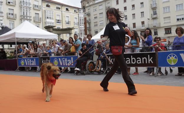 Una pasarela de adopción organizada en Vitoria.