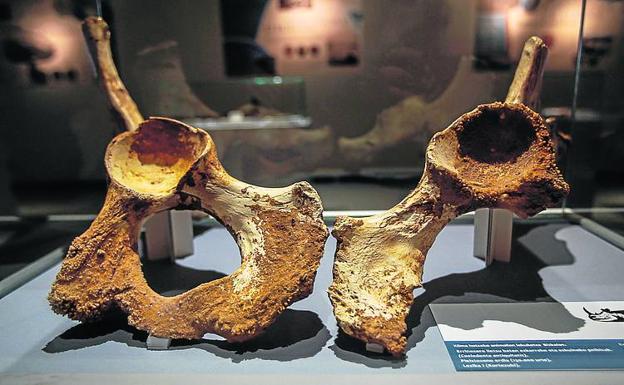 Pelvis de rinoceronte lanudo y cráneo humano de Santimamiñe.