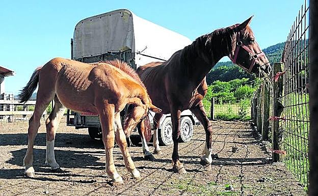 Animalistas y ganaderos alertan de que a los potrillos se les marcan las costillas.