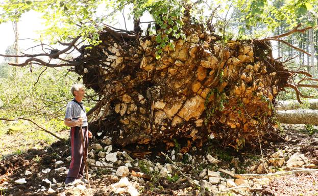 Imagen. Así ha quedado la Sierra de Entzia tras el tornado. 