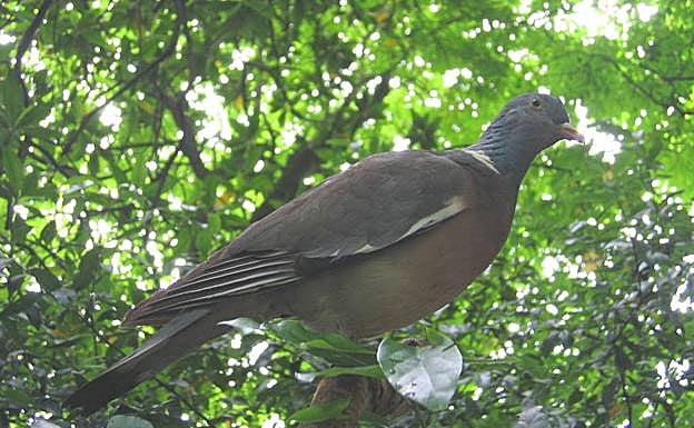 Imagen de una paloma torcaz.