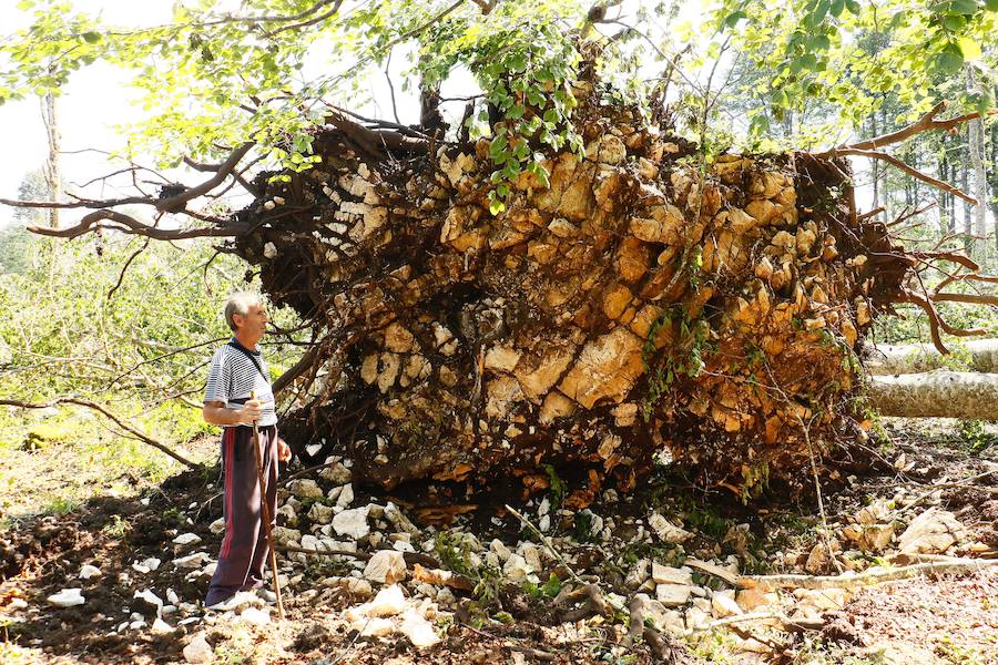 Fotos: Así ha quedado el bosque de Legaire tras el tornado