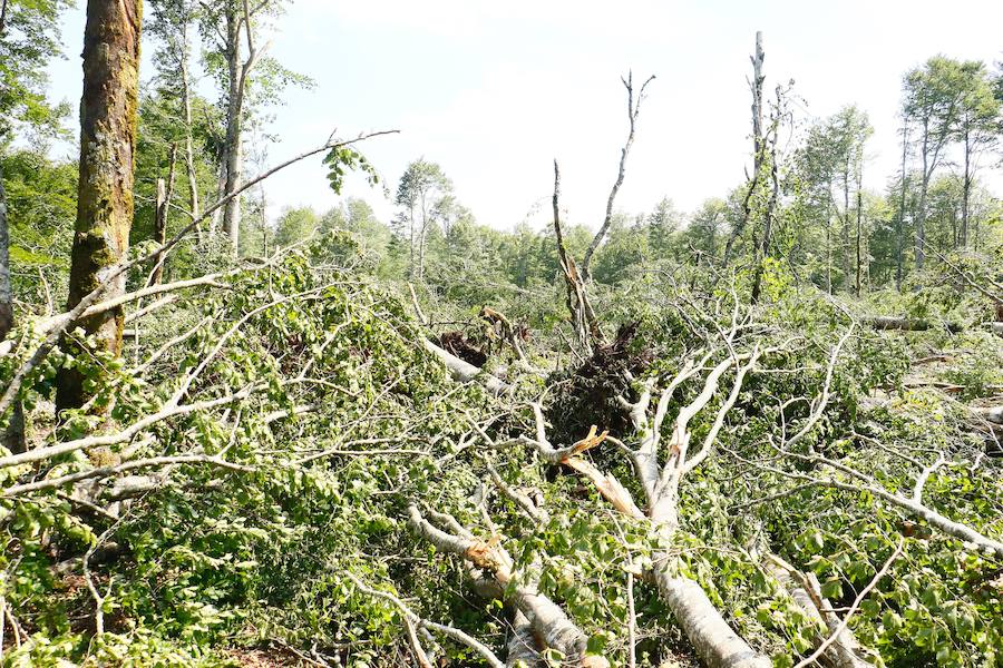 Fotos: Así ha quedado el bosque de Legaire tras el tornado