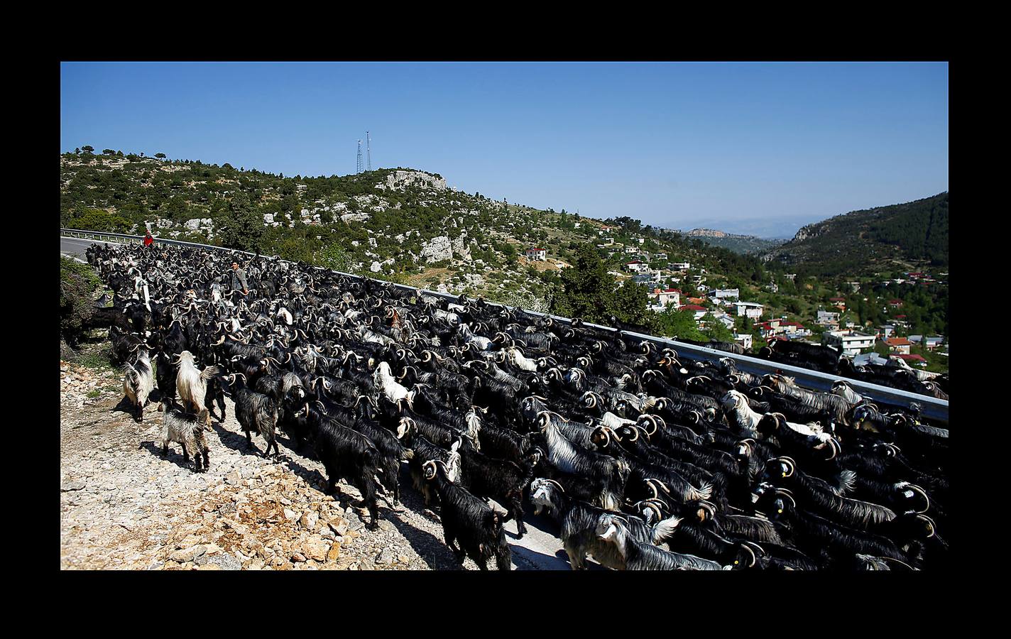 Cuando el verano llega al sur de Turquía, las cabras se inquietan y la familia Gobut (sus ocho miembros son los protagonistas de las fotografías) se embarca en el largo viaje anual al norte con su rebaño de 1.000 cabras. En el camino, plantan tiendas de campaña y por la noche, junto a una fogata, uno de ellos duerme al raso con cuatro perros pastores para protegerse de los lobos, a los que llaman monstruos. Su vida son las cabras; usan la leche para elaborar queso, hacen carpas con la piel y venden un tercio del rebaño en el camino. Cada cabra tiene un nombre y es tratada como parte de la familia. «Nunca los llamamos animales, los llamamos compañeros.» 