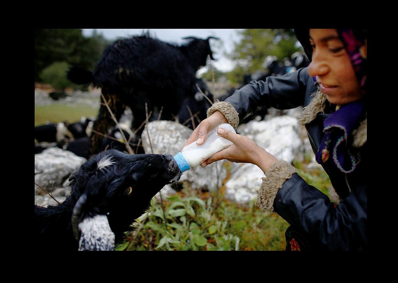 Cuando el verano llega al sur de Turquía, las cabras se inquietan y la familia Gobut (sus ocho miembros son los protagonistas de las fotografías) se embarca en el largo viaje anual al norte con su rebaño de 1.000 cabras. En el camino, plantan tiendas de campaña y por la noche, junto a una fogata, uno de ellos duerme al raso con cuatro perros pastores para protegerse de los lobos, a los que llaman monstruos. Su vida son las cabras; usan la leche para elaborar queso, hacen carpas con la piel y venden un tercio del rebaño en el camino. Cada cabra tiene un nombre y es tratada como parte de la familia. «Nunca los llamamos animales, los llamamos compañeros.» 