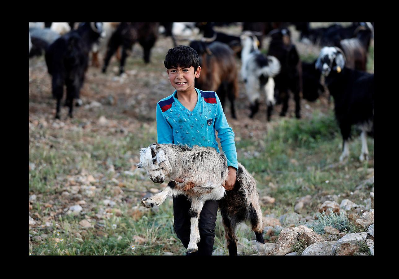 Cuando el verano llega al sur de Turquía, las cabras se inquietan y la familia Gobut (sus ocho miembros son los protagonistas de las fotografías) se embarca en el largo viaje anual al norte con su rebaño de 1.000 cabras. En el camino, plantan tiendas de campaña y por la noche, junto a una fogata, uno de ellos duerme al raso con cuatro perros pastores para protegerse de los lobos, a los que llaman monstruos. Su vida son las cabras; usan la leche para elaborar queso, hacen carpas con la piel y venden un tercio del rebaño en el camino. Cada cabra tiene un nombre y es tratada como parte de la familia. «Nunca los llamamos animales, los llamamos compañeros.» 