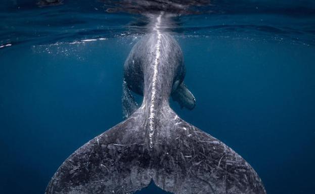 Entre más de 13.000 fotografías estas han sido las premiadas.