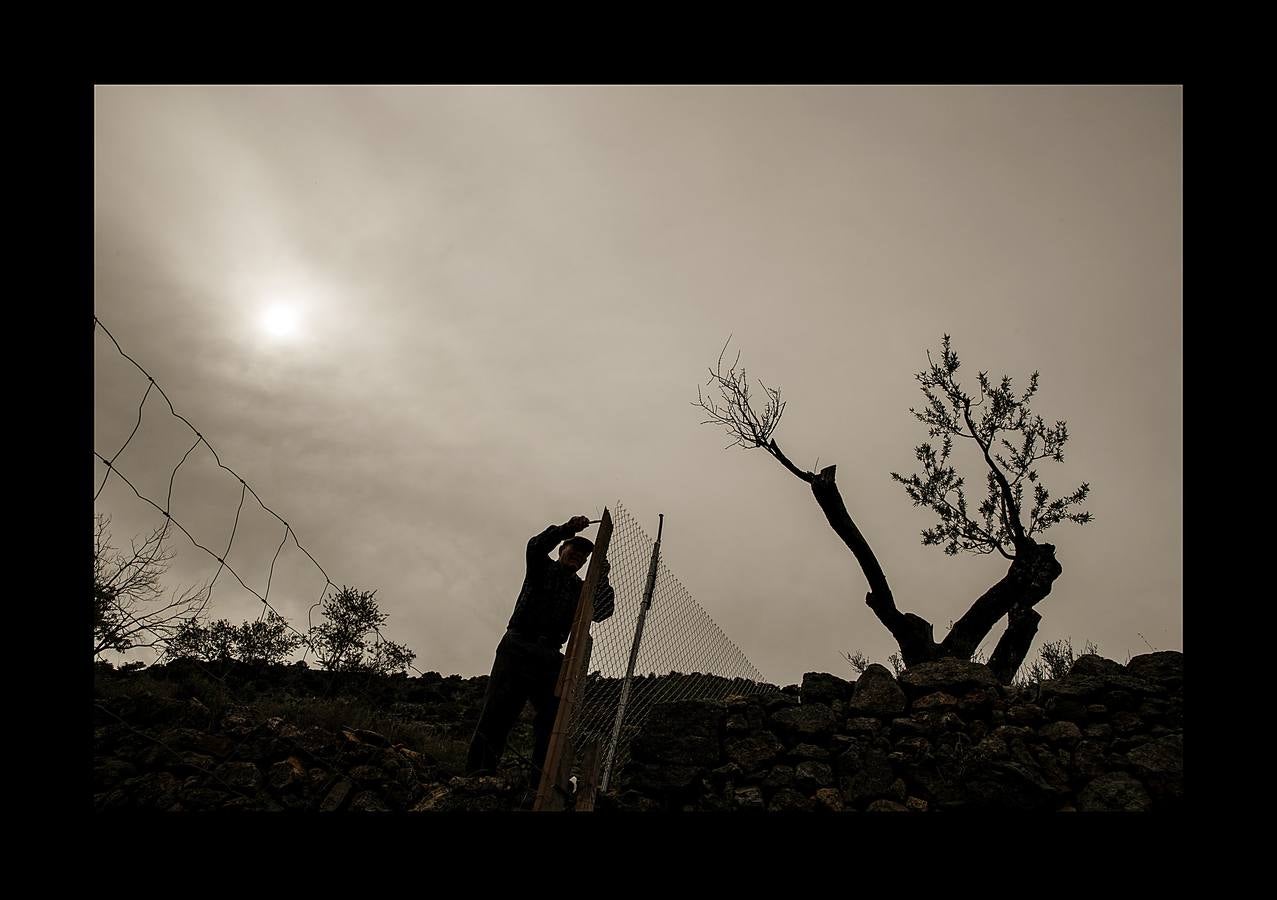 Durante más de 30 años, Juan Martín Colomer y su esposa Sinforosa Sancho han vivido solos en La Estrella, un pueblo del noreste de Aragón, con una densidad de población inferior a 8 habitantes por kilómetro cuadrado. «Todos se han ido, somos los tontos que nos hemos quedado -ríe Sinforosa, que acaba de cumplir 85 años-. Tenemos gallinas, conejos, tierra y cuando hace frío prendemos fuego y dormimos bajo mantas.» Algunos estudios apuntan que esta zona de España, dos veces mayor que Bélgica, se convertirá en la menos poblada de Europa en poco tiempo. «Si no hay niños no hay vida -dice Juan Martín-, pero hemos crecido en soledad y nos gusta. La Estrella morirá con nosotros.»