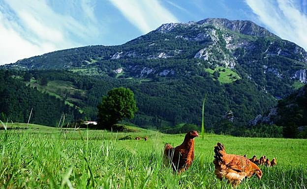 Animalien ongizatea ziurtatuko du Eusko Labelek aurrerantzean