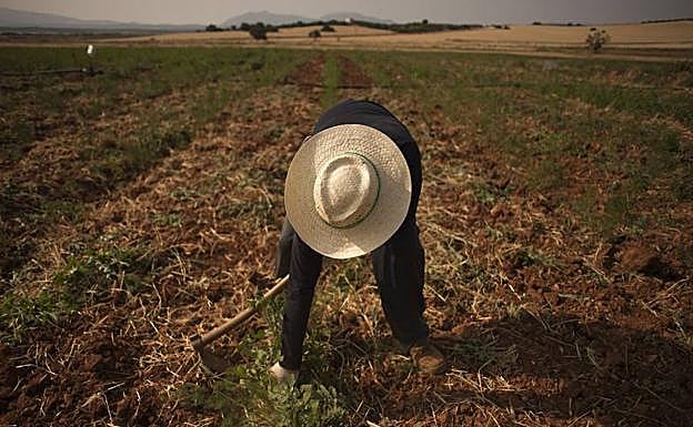 Un hombre trabaja en su huerto, con un sombrero de paja.