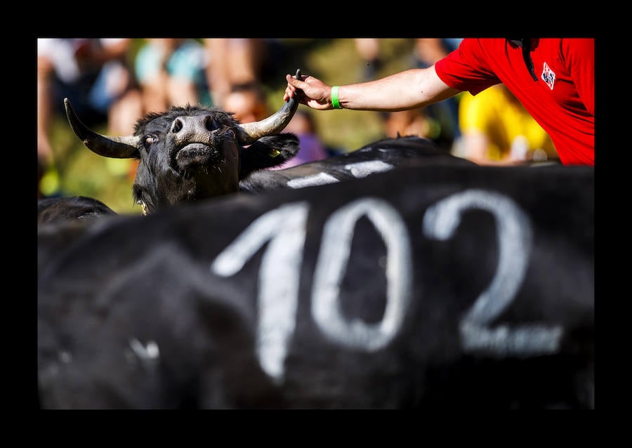 Las vacas Herens cierran cuernos durante las peleas de vacas 'Reine du Cervin' (reina del Cervino) en la localidad alpina de Zermatt, Suiza, el 19 de agosto de 2018. El cantón de Valais es el hogar a una raza única de vacas, las vacas Herens también se llaman vacas Eringer. Los miembros de esta familia de bovinos son muy robustos y poseen la característica singular de luchar entre ellos para establecer una jerarquía dentro de la manada. Durante las peleas, las vacas se empujan, frente contra frente, y la competencia continúa hasta que una nueva reina obliga a todas las otras vacas a retirarse.