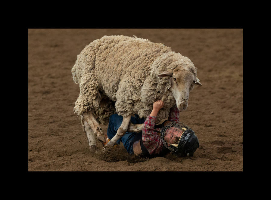 Un vaquero monta un caballo salvaje en el Snowmass Rodeo el 22 de agosto de 2018, en Snowmass, Colorado. - El rodeo de Snowmass está en su 45 ° año, lo que lo convierte en uno de los rodeos de más larga duración en Colorado. 