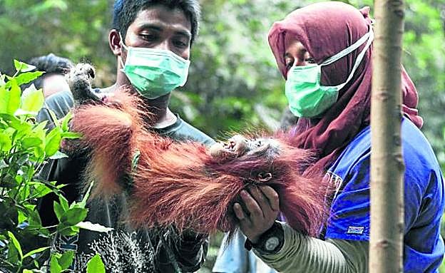 Imagen principal - Escuela de huérfanos. Cada mañana, un trabajador de la ong IAR lleva a los bebés orangutanes al bosque para que aprendan a manejarse en su hábitat natural. Cuando crecen, los ponen en libertad.