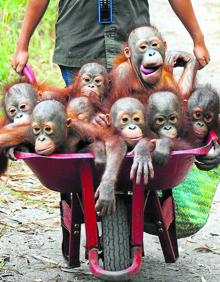 Imagen secundaria 2 - Escuela de huérfanos. Cada mañana, un trabajador de la ong IAR lleva a los bebés orangutanes al bosque para que aprendan a manejarse en su hábitat natural. Cuando crecen, los ponen en libertad.