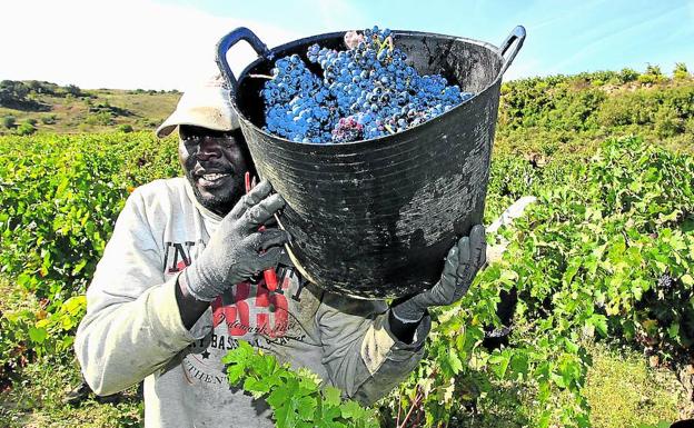 Un temporero, en plena vendimia de 2015 en una finca de Laguardia. 