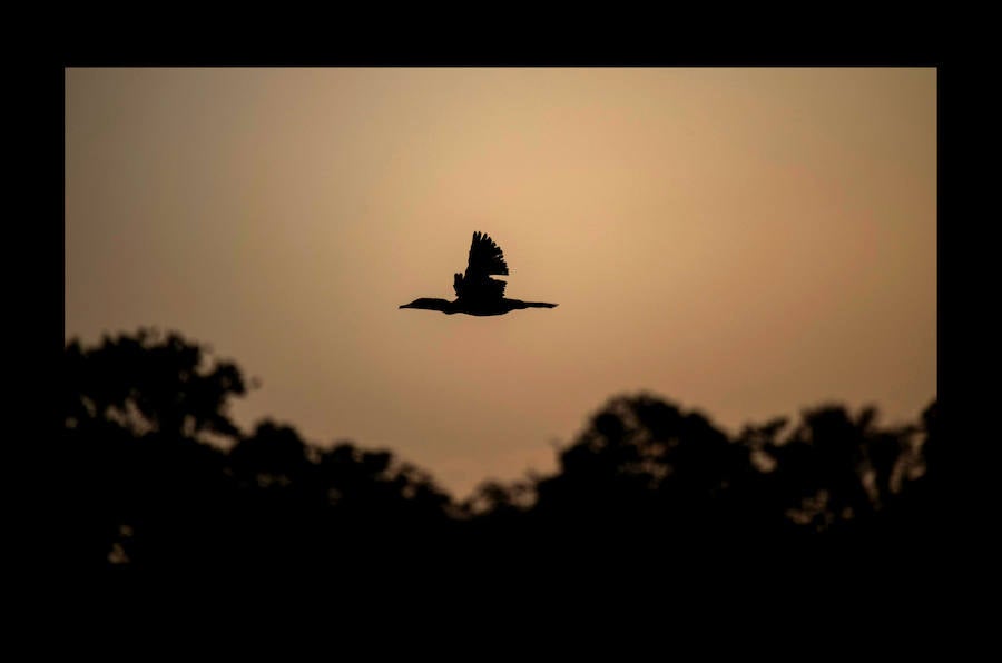 Científicos investigan sobre delfines de río en la Reserva de Desarrollo Sostenible Mamiragua en el estado de Amazonas, Brasil.