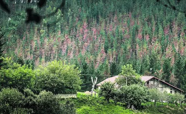 Vista de un pinar cerca de Morga afectado por los hongos. Los árboles empiezan a coger un tono rojizo al mismo tiempo que se van secando. 