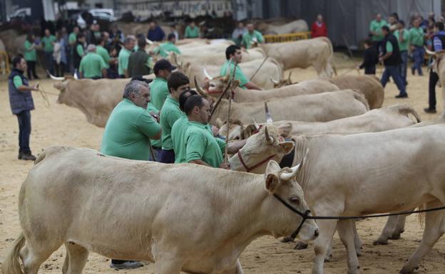 El ganado vacuno será el protagonista en la feria del Primer Lunes. 