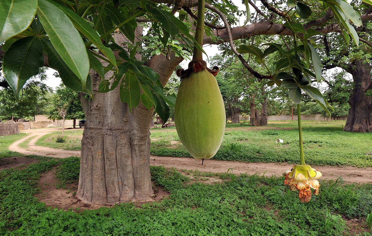 Un baobab.