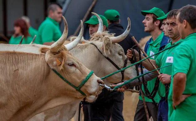 Ejemplares de raza pirenaica se exhiben desde este domingo en Gernika.