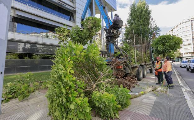 Los operarios han talado y retirado los árboles de ambas aceras de esta calle vitoriana. 