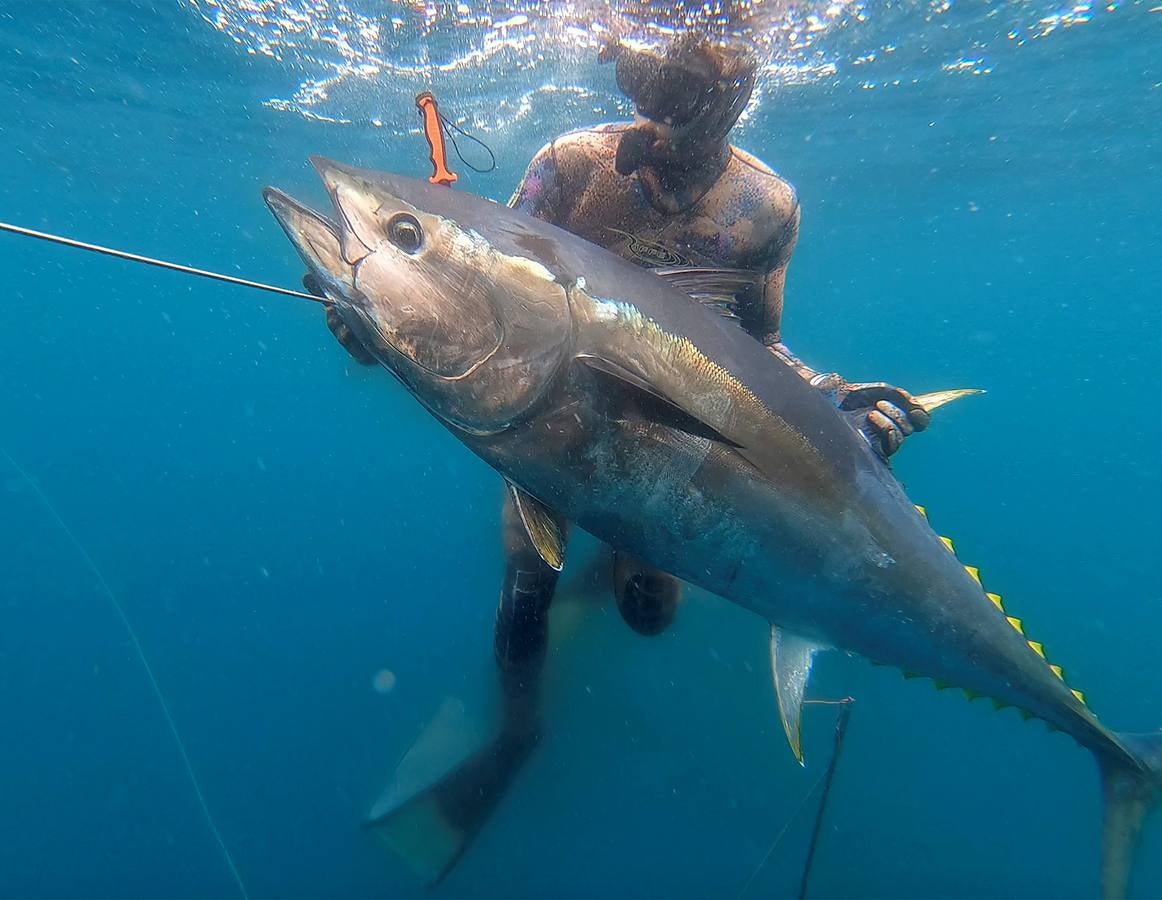 A principios de septiembre, Ryder Devoe, de 19 años, emergió de las azules aguas de San Diego con su neopreno de camuflaje, gritando: «lo atrapé». Un hermoso ejemplar de atún rojo de más de 90 kilos, una especie que apenas se veía en las costas californianas desde hacía décadas, había sido alcanzado por su arpón. Devoe, a quien además del buceo libre también apasiona el surf, se siente feliz. «Este año mi objetivo es cabalgar las olas más grandes de México y capturar otro atún de aleta amarilla.»