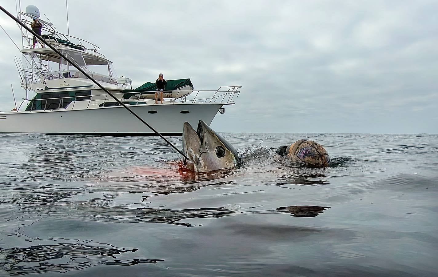 A principios de septiembre, Ryder Devoe, de 19 años, emergió de las azules aguas de San Diego con su neopreno de camuflaje, gritando: «lo atrapé». Un hermoso ejemplar de atún rojo de más de 90 kilos, una especie que apenas se veía en las costas californianas desde hacía décadas, había sido alcanzado por su arpón. Devoe, a quien además del buceo libre también apasiona el surf, se siente feliz. «Este año mi objetivo es cabalgar las olas más grandes de México y capturar otro atún de aleta amarilla.»