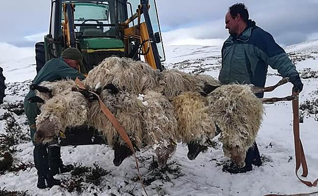 Imagen principal - Rescatan a varias ovejas muertas y sepultadas por la nieve en el Gorbea