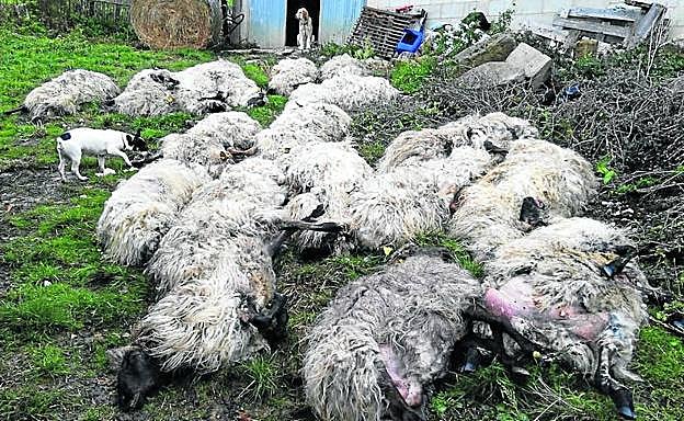 Las ovejas aparecieron amontonadas en dos grupos cerca de las neveras de Pagazuri, en Zárate. 