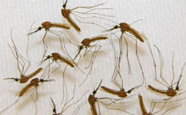 Mosquitos infectados con malaria.