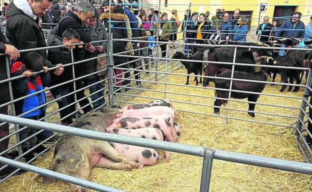 Las 120 cabezas de ganado de ocho explotaciones de la comarca llamaron la atención de los asistentes, sobre todo de los más pequeños