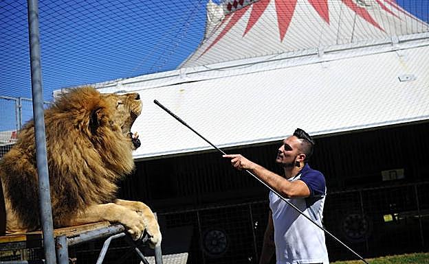 Un domador, con un león en el circo en 2017. 