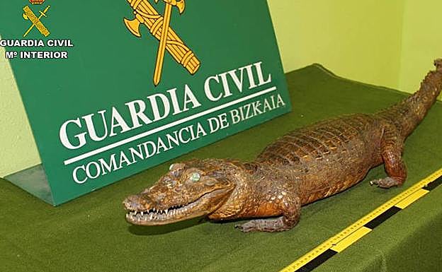 Caimán disecado y recuperado durante la operación.