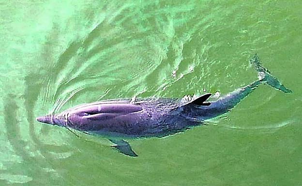 El delfín fue avistado el pasado lunes y ha causado una gran expectación.