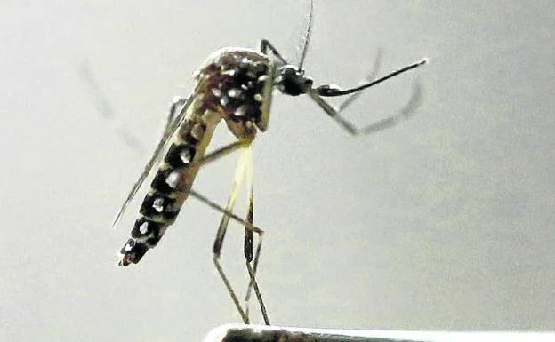 Un investigador sujeta un mosquito tigre con unas pinzas.