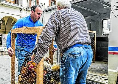 Imagen secundaria 1 - Los pollos campan a sus anchas hasta el atardecer. Las aves de corral, atractivo en el mercado. El avicultor carga la jaula en la plaza de España. 