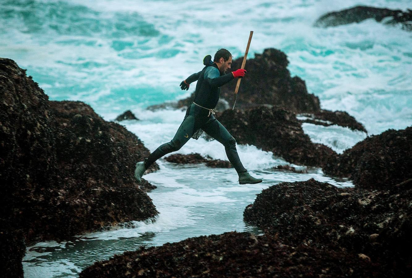 Tal vez sean las rocas o la bravura del mar. Los percebes de cabo Roncudo, en la llamada Costa de la Muerte, son los mejores del mundo. Y también los más caros. Los percebeiros arriesgan sus vidas encaramándose a las rocas cubiertas de lapas y minchas, entre el rugido de heladas olas batiendo los acantilados. Solo les está permitido faenar tres horas al día: dos horas antes de la bajamar y una después. En invierno se pueden capturar hasta cinco o seis kilos de percebes al día.