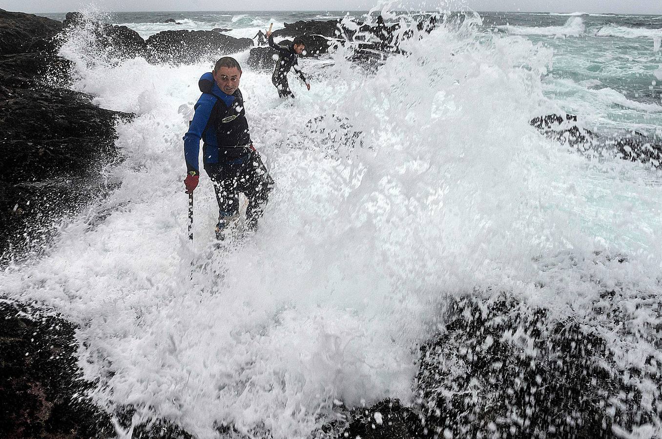 Tal vez sean las rocas o la bravura del mar. Los percebes de cabo Roncudo, en la llamada Costa de la Muerte, son los mejores del mundo. Y también los más caros. Los percebeiros arriesgan sus vidas encaramándose a las rocas cubiertas de lapas y minchas, entre el rugido de heladas olas batiendo los acantilados. Solo les está permitido faenar tres horas al día: dos horas antes de la bajamar y una después. En invierno se pueden capturar hasta cinco o seis kilos de percebes al día.