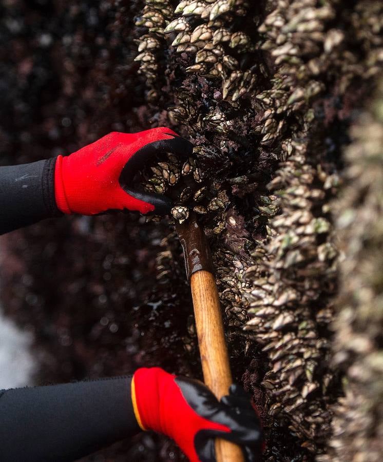 Tal vez sean las rocas o la bravura del mar. Los percebes de cabo Roncudo, en la llamada Costa de la Muerte, son los mejores del mundo. Y también los más caros. Los percebeiros arriesgan sus vidas encaramándose a las rocas cubiertas de lapas y minchas, entre el rugido de heladas olas batiendo los acantilados. Solo les está permitido faenar tres horas al día: dos horas antes de la bajamar y una después. En invierno se pueden capturar hasta cinco o seis kilos de percebes al día.