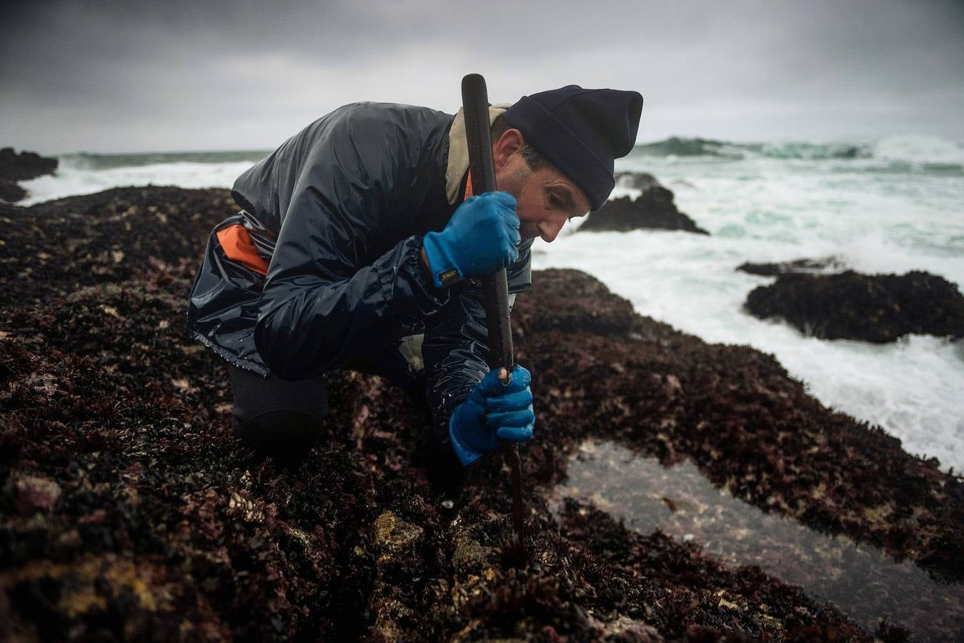 Tal vez sean las rocas o la bravura del mar. Los percebes de cabo Roncudo, en la llamada Costa de la Muerte, son los mejores del mundo. Y también los más caros. Los percebeiros arriesgan sus vidas encaramándose a las rocas cubiertas de lapas y minchas, entre el rugido de heladas olas batiendo los acantilados. Solo les está permitido faenar tres horas al día: dos horas antes de la bajamar y una después. En invierno se pueden capturar hasta cinco o seis kilos de percebes al día.