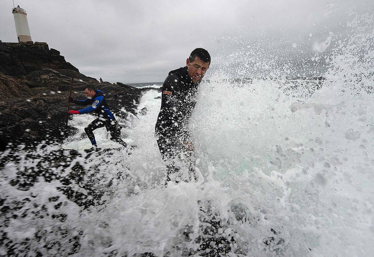 Tal vez sean las rocas o la bravura del mar. Los percebes de cabo Roncudo, en la llamada Costa de la Muerte, son los mejores del mundo. Y también los más caros. Los percebeiros arriesgan sus vidas encaramándose a las rocas cubiertas de lapas y minchas, entre el rugido de heladas olas batiendo los acantilados. Solo les está permitido faenar tres horas al día: dos horas antes de la bajamar y una después. En invierno se pueden capturar hasta cinco o seis kilos de percebes al día.