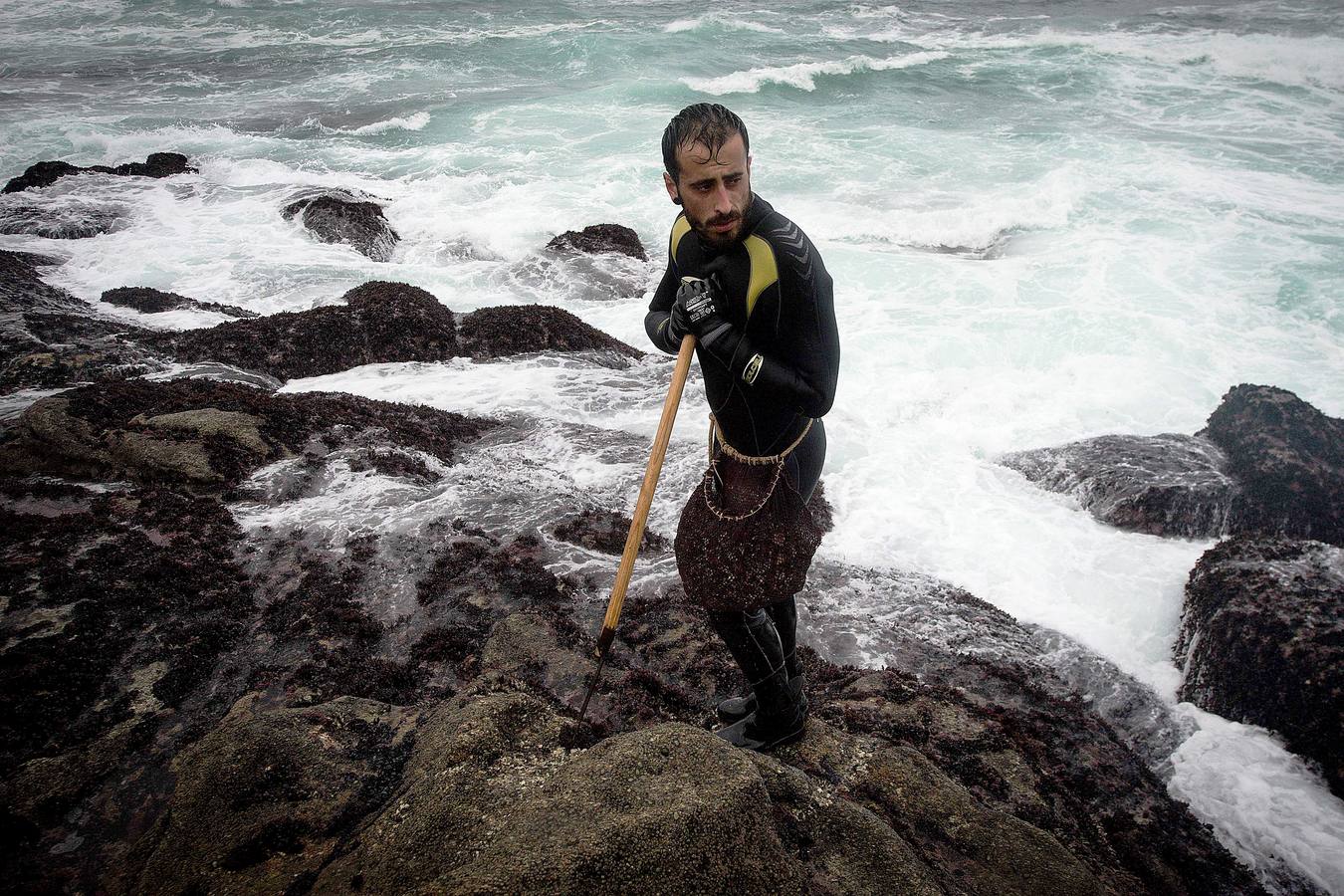 Tal vez sean las rocas o la bravura del mar. Los percebes de cabo Roncudo, en la llamada Costa de la Muerte, son los mejores del mundo. Y también los más caros. Los percebeiros arriesgan sus vidas encaramándose a las rocas cubiertas de lapas y minchas, entre el rugido de heladas olas batiendo los acantilados. Solo les está permitido faenar tres horas al día: dos horas antes de la bajamar y una después. En invierno se pueden capturar hasta cinco o seis kilos de percebes al día.