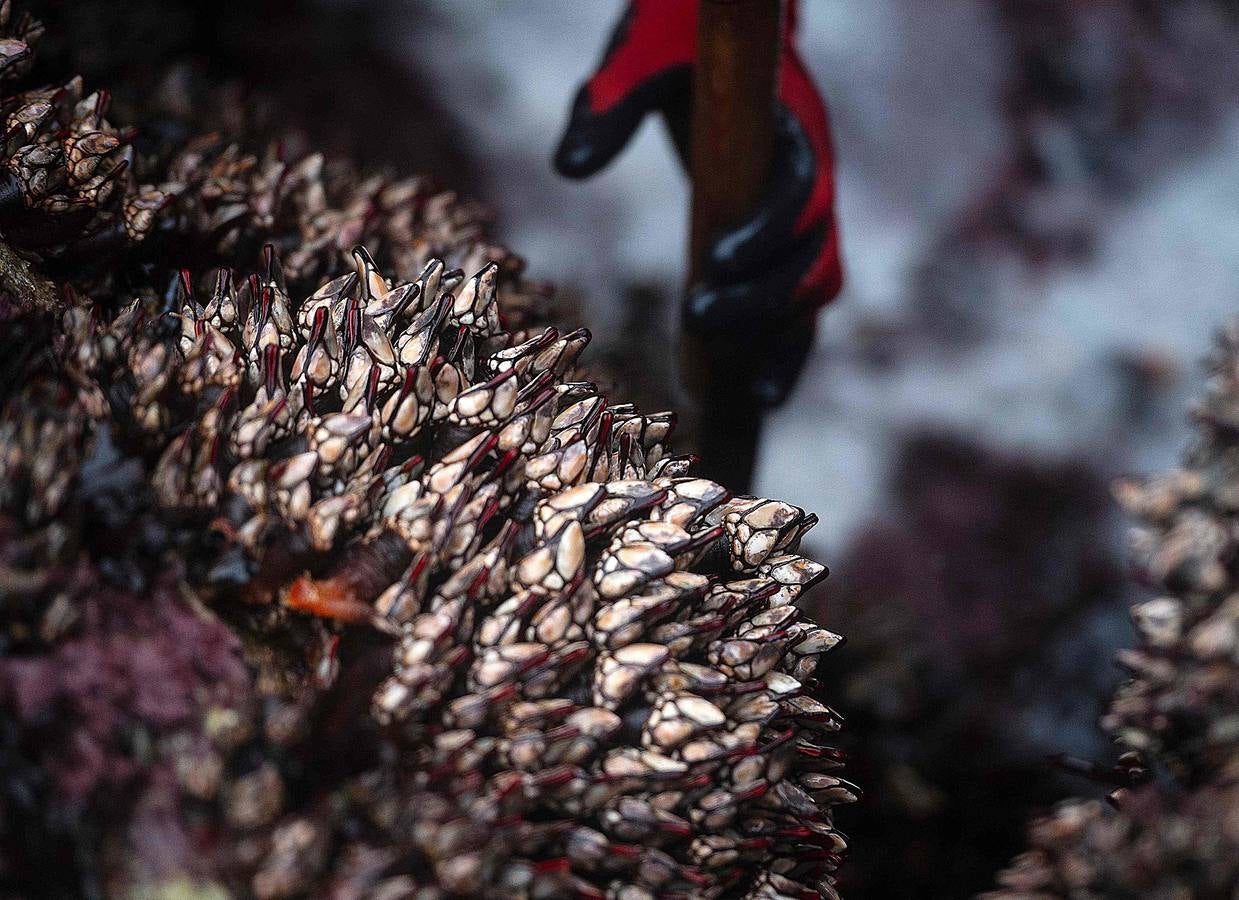 Tal vez sean las rocas o la bravura del mar. Los percebes de cabo Roncudo, en la llamada Costa de la Muerte, son los mejores del mundo. Y también los más caros. Los percebeiros arriesgan sus vidas encaramándose a las rocas cubiertas de lapas y minchas, entre el rugido de heladas olas batiendo los acantilados. Solo les está permitido faenar tres horas al día: dos horas antes de la bajamar y una después. En invierno se pueden capturar hasta cinco o seis kilos de percebes al día.