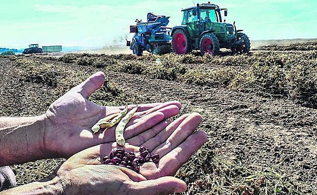 Recolección en una finca de alubia pinta alavesa. 